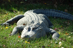 An American Alligator rests on the lawn, facing the camera. 