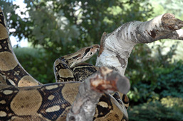 A Boa Constrictor crawls along a branch. 