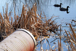 In a pond, two ducks swim near a discharge pipe. 