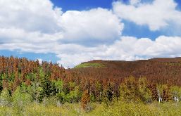 A panoramic aerial view of a forest with a reddish canopy. 