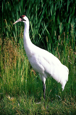 A full body side view of a Whooping Crane in a marsh. 