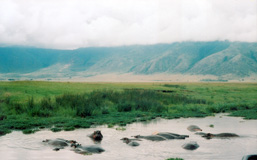 Hippopotamuses in an African river.