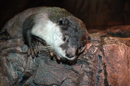 Close-up of the upper body of an African Clawless Otter leaning on a rock.