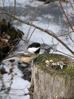 A Black-capped Chickadee on a fence post holds a sunflower seed it just picked-up.