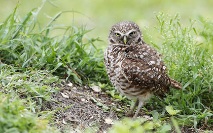 Patrols up in New Mexico after rare species of owl killed