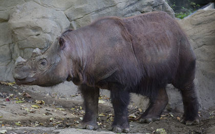 Ohio rhino begins journey to ancestral home for mission to mate, save species