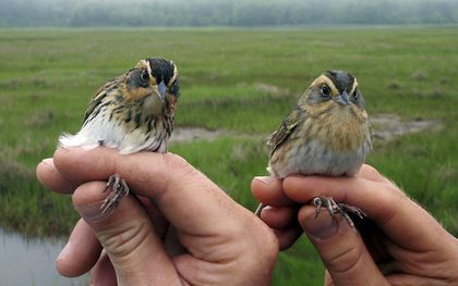 Scientists say East Coast’s saltmarsh sparrow disappearing