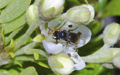 Bee species added to endangered list for first time in US