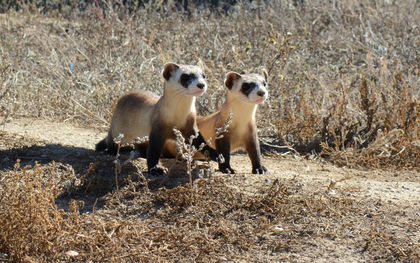 No, the US Isn't Using Vaccine-Laced M&Ms to Save Ferrets