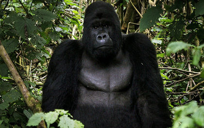 Eastern gorilla on critically endangered list, one step from extinction