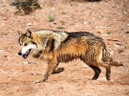 Mexican Wolf Population Now Tops 100 in US