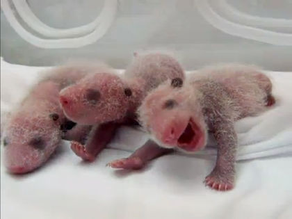 Triplets! Giant Panda Gives Birth to 'Rare' Trio in China