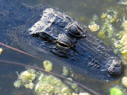 Suspenseful Video: Alligator Attacks Scaredy Cat