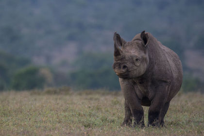 Rhino poaching down in South Africa but conservationists are still worried