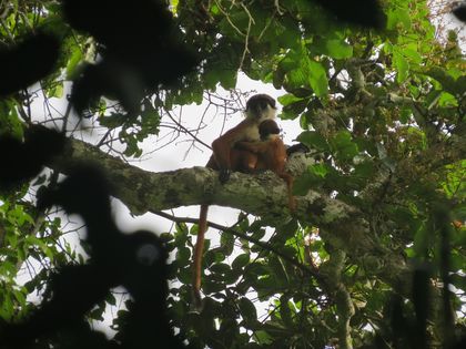 1st Photo of Rare Monkey Proves It's Not Extinct