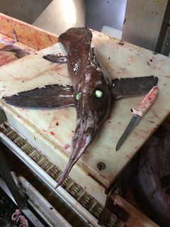 Alien of the Deep: 'Winged' Green-Eyed Creature Stuns Fishermen