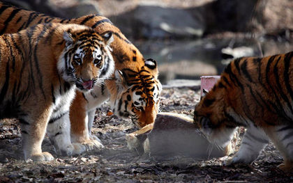 Calgary Zoo set to exchange tigers with New Brunswick’s Cherry Brook Zoo