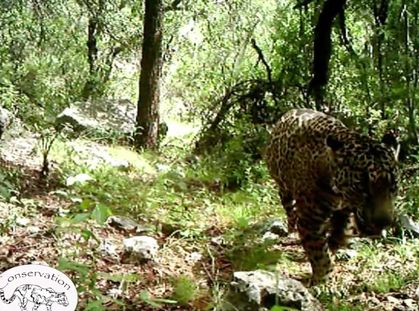 Arizona's Only Jaguar Prowls a Difficult, But Hopeful, Path