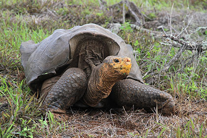 Near-Extinct Galápagos Island Tortoises Make Colossal Comeback