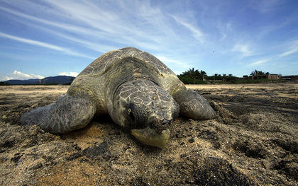 Mexico says it’s committed to protecting sea turtles, despite report