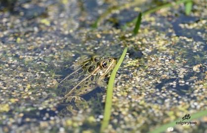 Calgary Zoo leaps into action to help endangered northern leopard frog