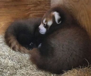 Edmonton Valley Zoo needs help naming baby red panda twins