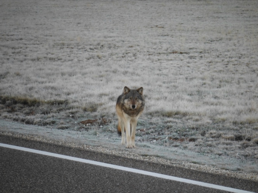 Wayward Grand Canyon Wolf Was Killed in Utah, DNA Confirms