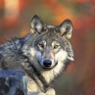 Unsettled Science Behind Proposal to Lift Gray Wolf Protections, Panel Says