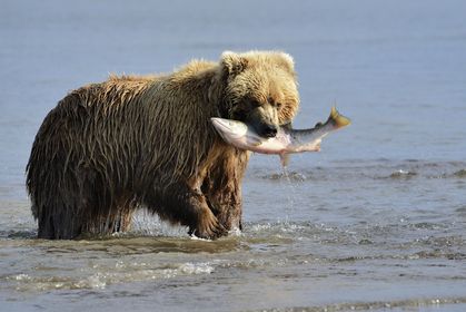 Secret Grizzly Bear Feeding Site Discovered (and Kept Hidden)