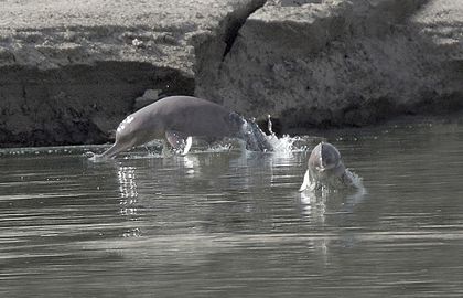 Dams Imperil Pakistan's Endangered River Dolphins