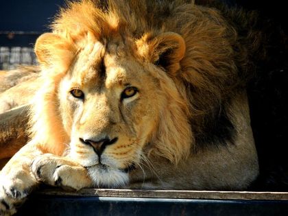 Two rare Asiatic lions at Winnipeg zoo moving to England to breed