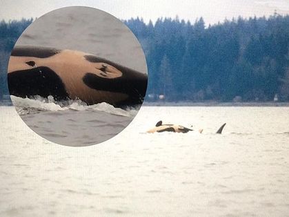 It's a Girl! Newborn Killer Whale Identified in Endangered Pod