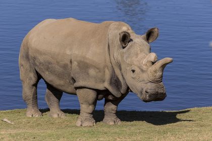 In Photos: The Last 5 Northern White Rhinos