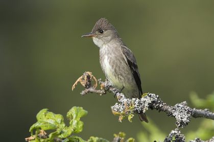 Manitoba moves to protect endangered ecosystems, animals and plants