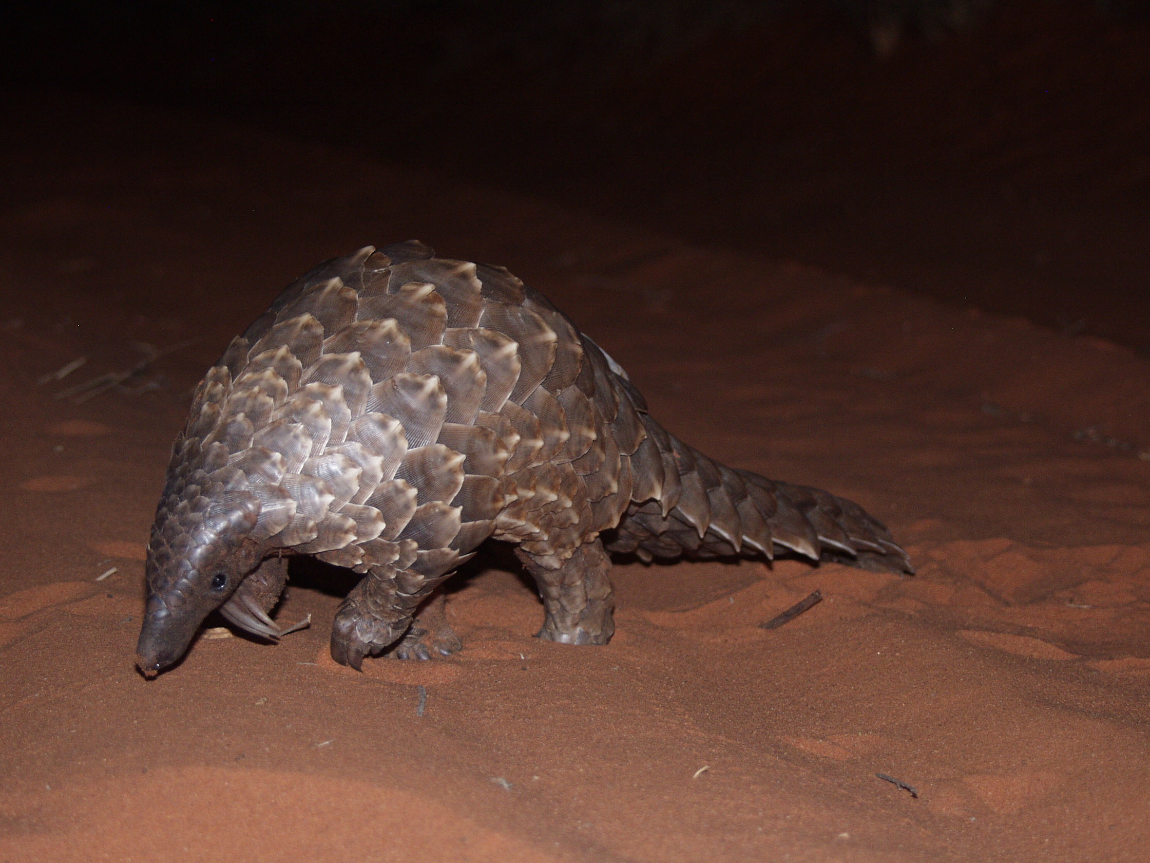 Rare Pangolins May Be Eaten to Extinction, Conservationists Warn