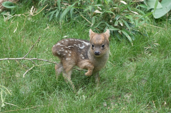 Oh, You Deer: Newborn Mini Fawn Is Seriously Cute