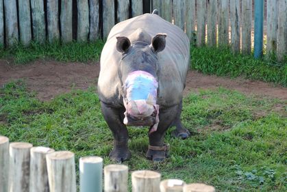 South African vets treat rhino whose horns were cut off by poachers