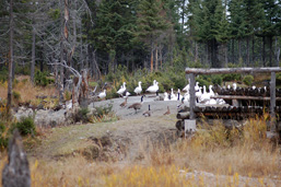 Snow and Canada Geese wander near a park bench. 