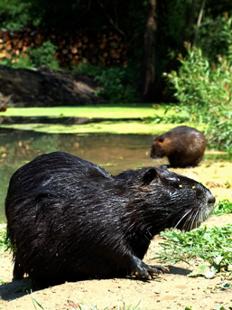 Two Nutria, side view, rest on a stream shore. 