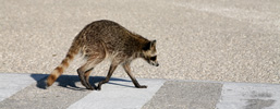 A side view of a Raccoon crossing a road.