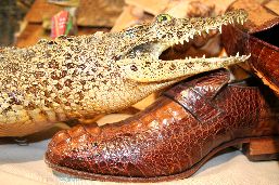 Crocodilian skin shoes and a naturalized caiman. 