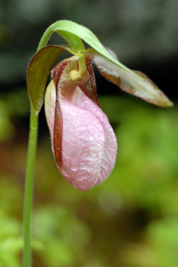 Close-up on a Stemless Lady's Slipper's flower.