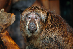 Close-up side view of a White-faced Saki turning its head and staring at the camera. 