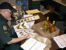 A side view of a Customs officer seated at his desk examining naturalized butterflies. 