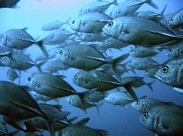 Underwater side view of a school of Tunas. 