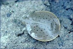 A juvenile Spiny Softshell Turtle on a rock, seen from above. 