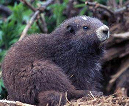 Close-up side view of a Vancouver Island Marmot.